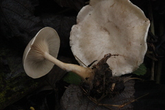 Clitocybe phyllophila