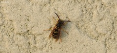 Vespula flaviceps