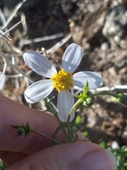 Coreocarpus parthenioides parthenioides