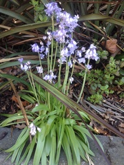 Hyacinthoides