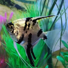 Pterophyllum scalare