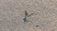 Diphlebia euphoeoides