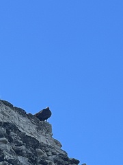 Cathartes aura