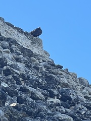 Cathartes aura