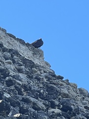 Cathartes aura