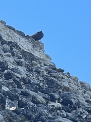 Cathartes aura