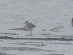 Carcharhinus plumbeus