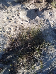 Ephedra californica