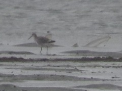 Carcharhinus plumbeus