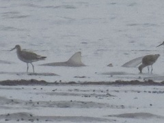 Carcharhinus plumbeus