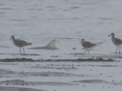 Carcharhinus plumbeus