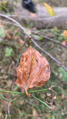 Smilax rotundifolia