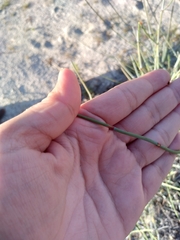 Ephedra californica