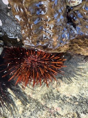 Heliocidaris tuberculata