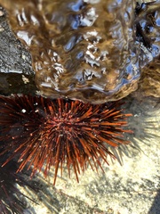 Heliocidaris tuberculata