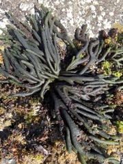 Codium