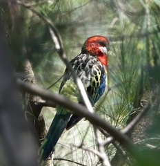 Platycercus eximius eximius