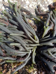 Codium
