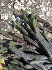 Codium