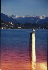 Chroicocephalus ridibundus