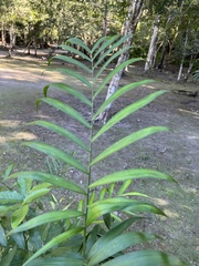 Chamaedorea seifrizii