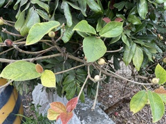 Ficus erecta beecheyana