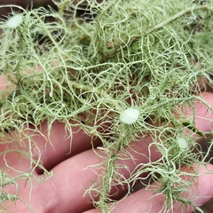 Usnea dasopoga