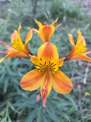 Alstroemeria aurea