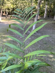 Chamaedorea seifrizii