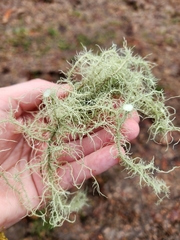 Usnea dasopoga