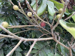 Ficus erecta beecheyana
