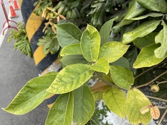 Ficus erecta beecheyana