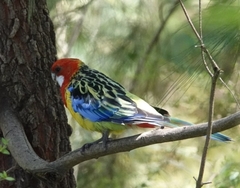 Platycercus eximius eximius