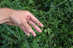 Rottboellia cochinchinensis