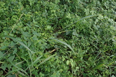 Rottboellia cochinchinensis