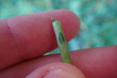 Rottboellia cochinchinensis