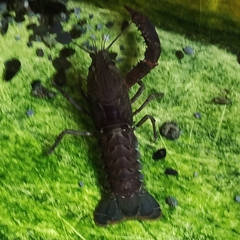 Astacidea