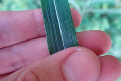 Rottboellia cochinchinensis