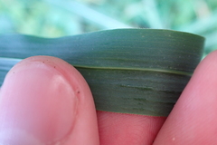 Rottboellia cochinchinensis