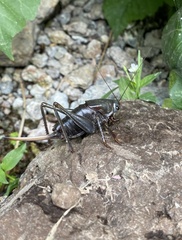 Anabrus simplex