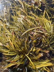 Phyllospora comosa