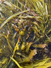 Phyllospora comosa