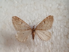 Theria rupicapraria