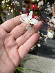 Clerodendrum laevifolium