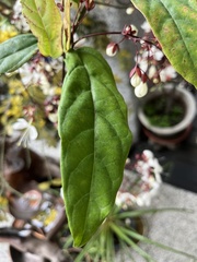 Clerodendrum laevifolium