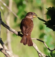 Amblyospiza albifrons
