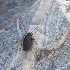 Saldidae