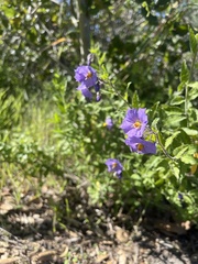 Solanum xanti