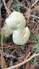 Leucopaxillus albissimus