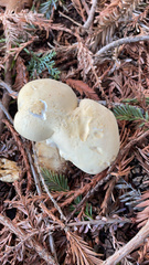 Leucopaxillus albissimus